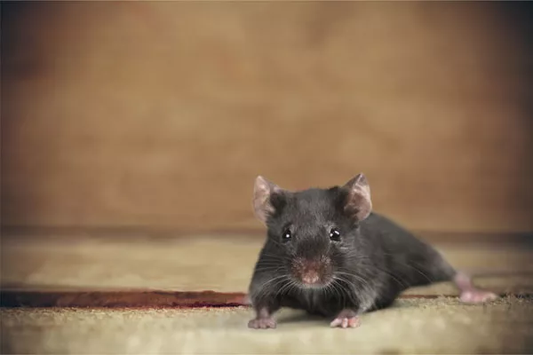Identification et traitement des infestations de rongeurs (rats, souris), Gonesse, Maison Orion